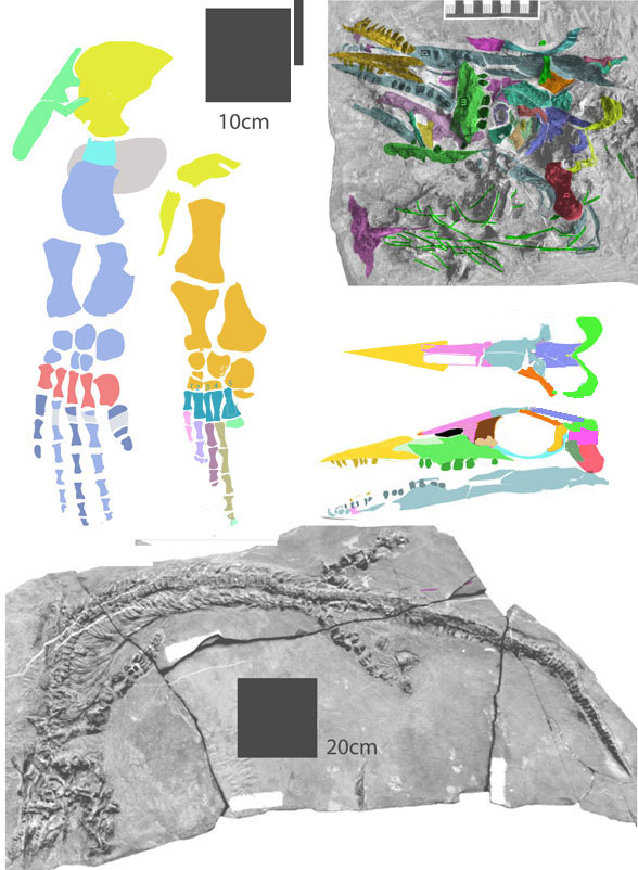 Xinminosaurus