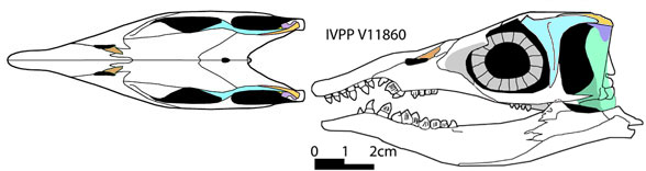 Xinpusaurus suni