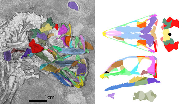 Erpetonyx skull