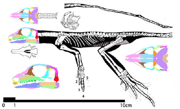 Eudibamus