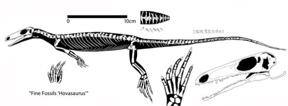 Fine Fossils Diapsid