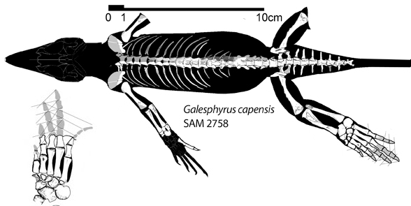 Galesphyris