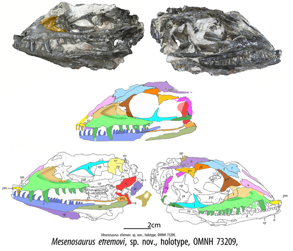 Mesenosaurus efremovi