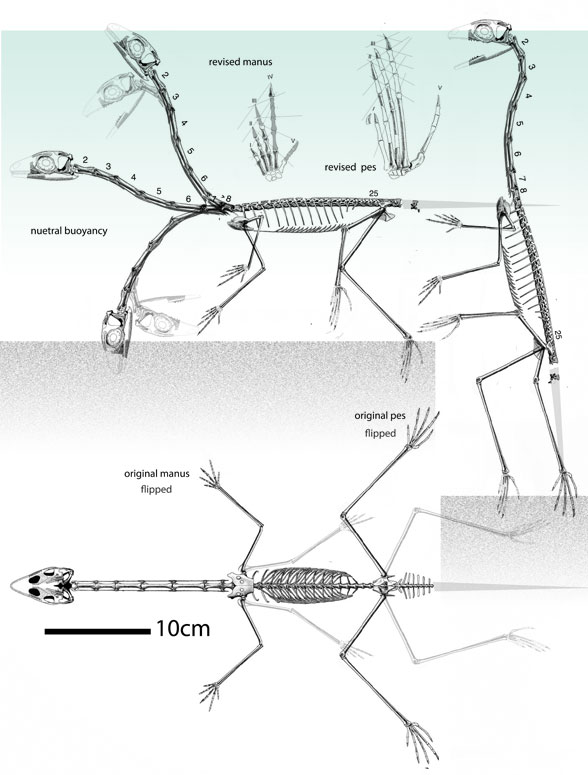 Ozimek in vivo