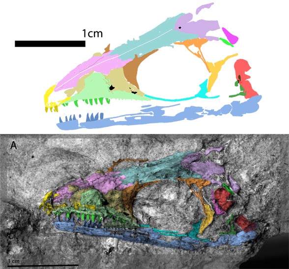 Prolacerta AMNH9520