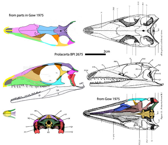 Prolacerta BPI 2675 skull