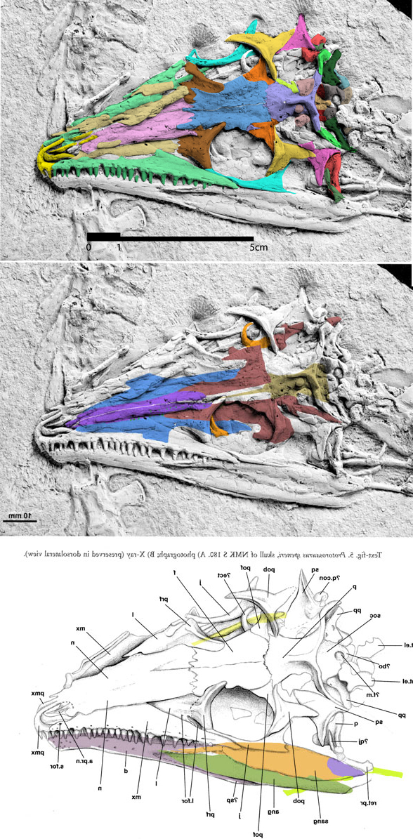 Protorosaurus NMK-S-180 skull