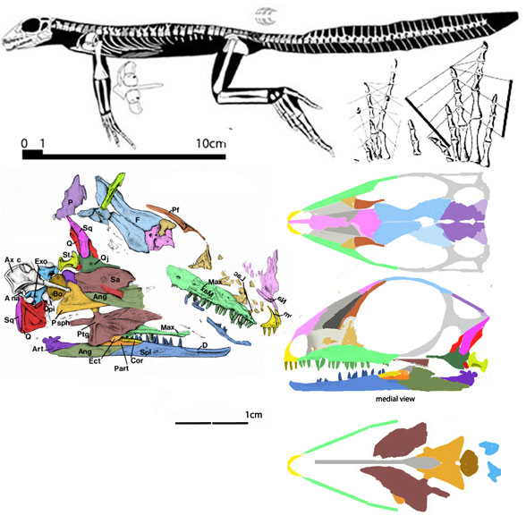 Spinoaequalis