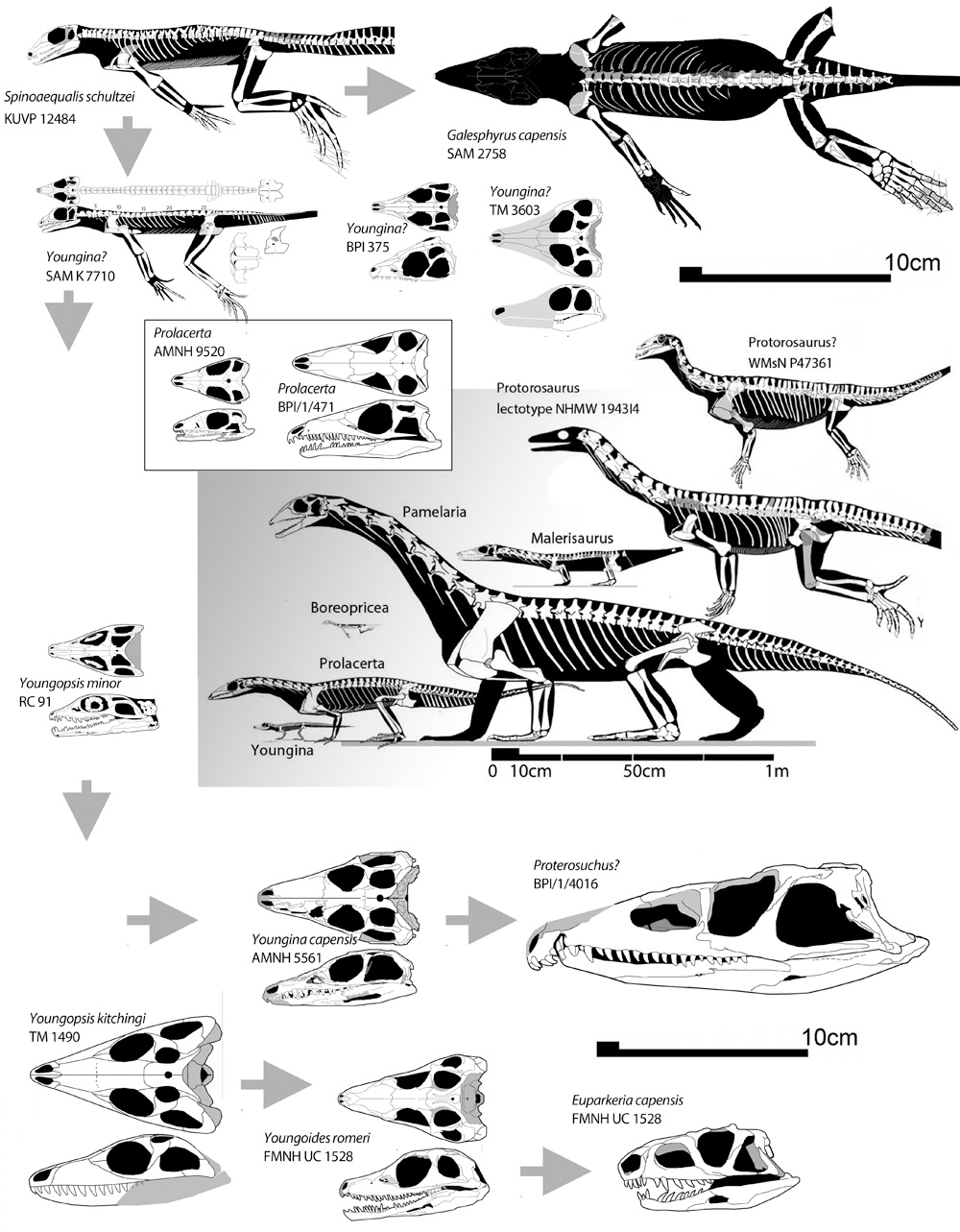 Terrestrial younginiformes