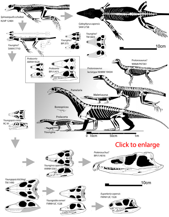 Terrestrial younginiforms