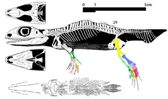 Diplovertebron