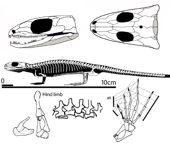 Hylonomus