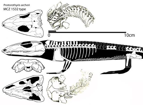 Protorothyris