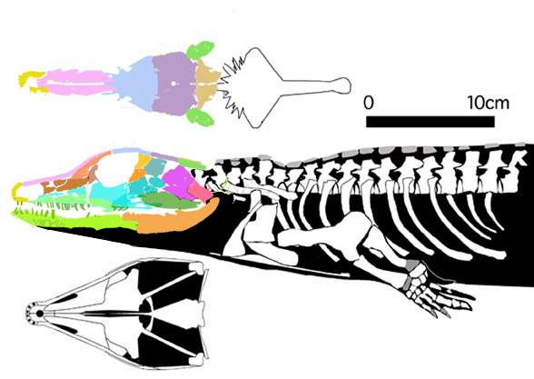 Solenodonsaurus