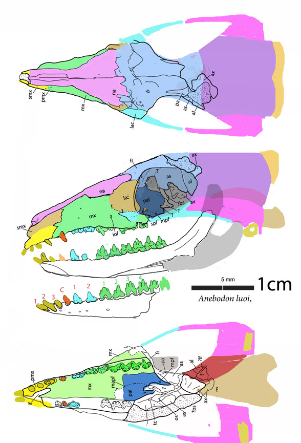 Anebodon