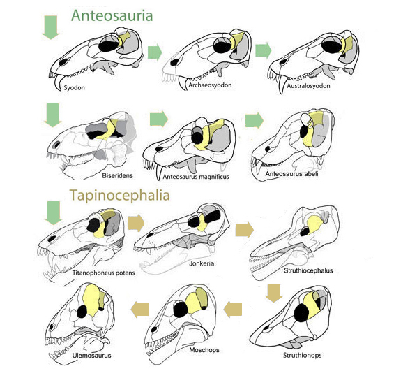 Anteosauria