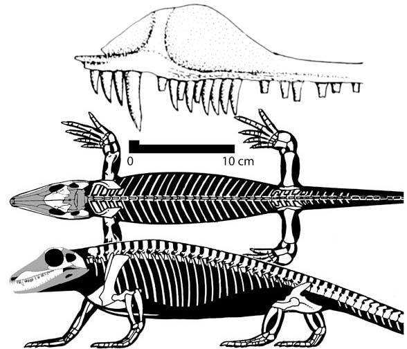 Archaeothyris