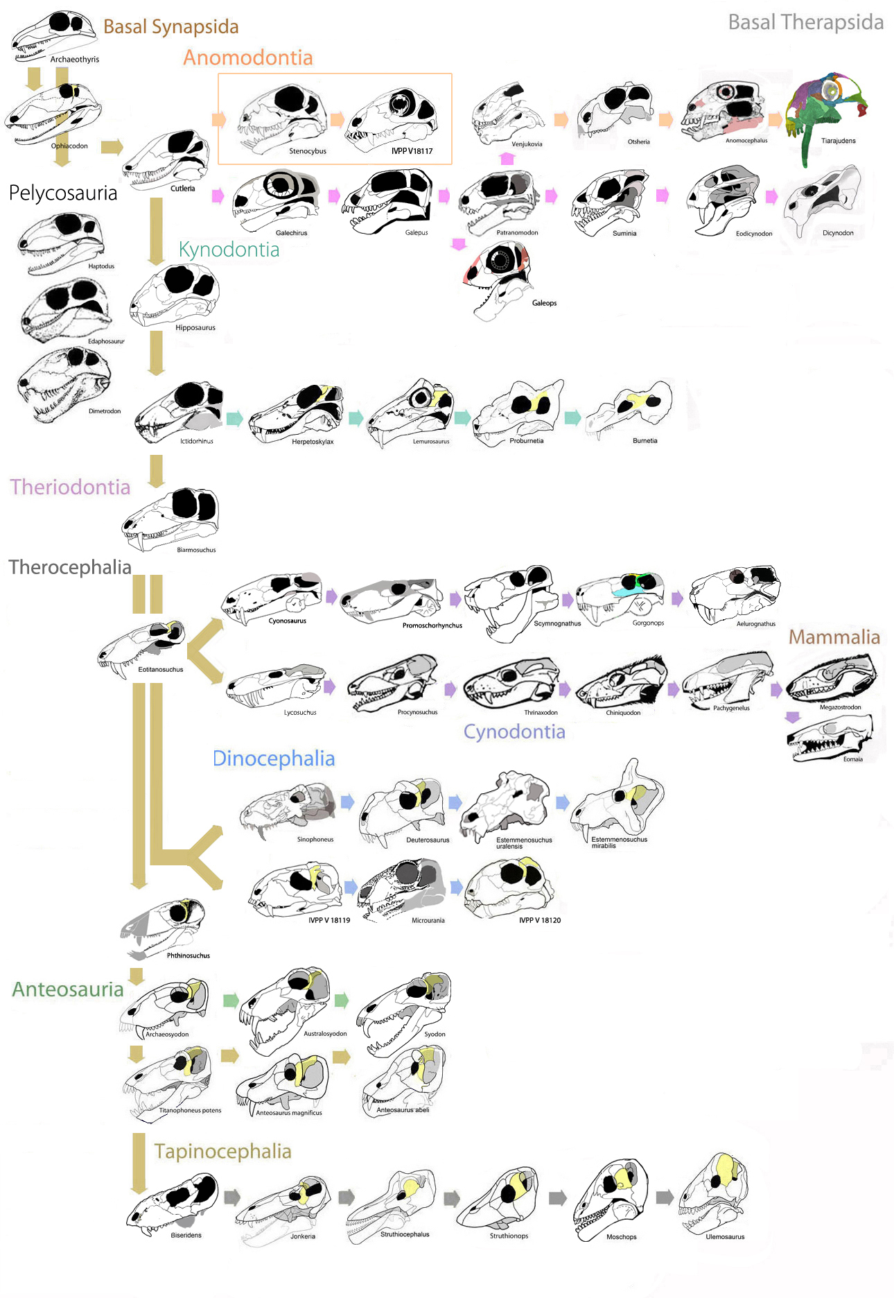 Basal Therapsids