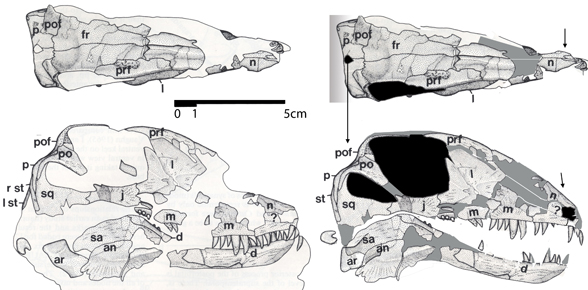 Cutleria restored