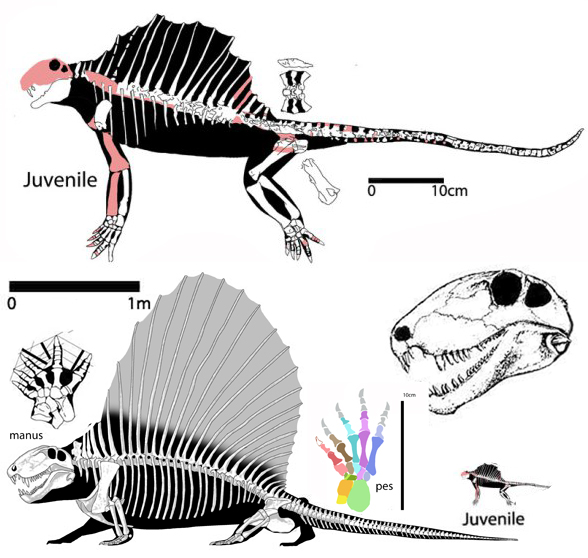 Dimetrodon