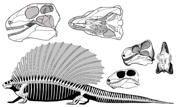 Edaphosaurus