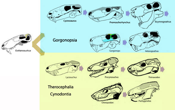 Gorgonopsia - Therocephalia