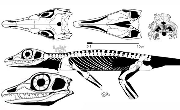 Heleosaurus