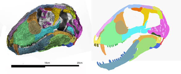 Hipposaurus skull recon