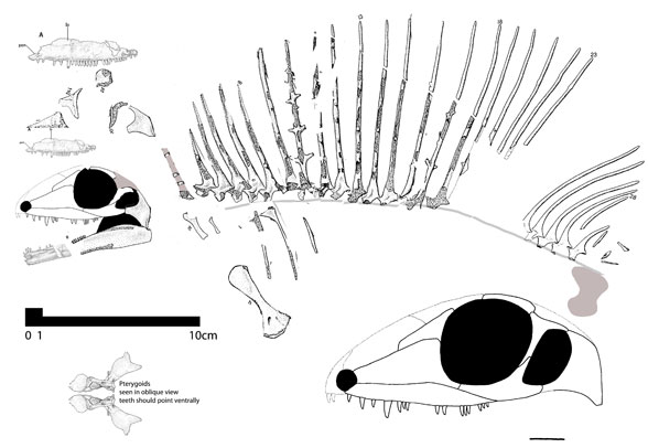 Ianthasaurus