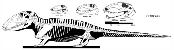 Ophiacodon