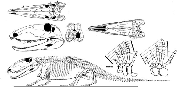 Ophiacodon