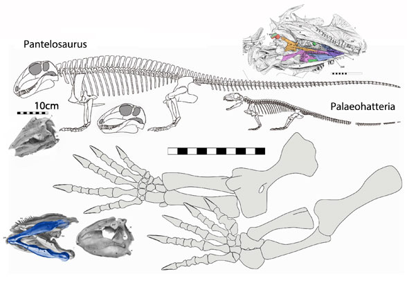 Pantelosaurus