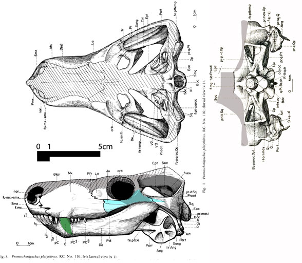 Promoschorhynchus