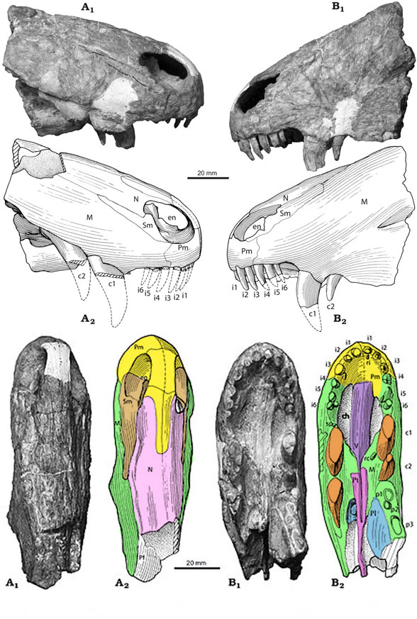 Raranimus parts