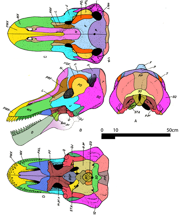 Struthiocephalus