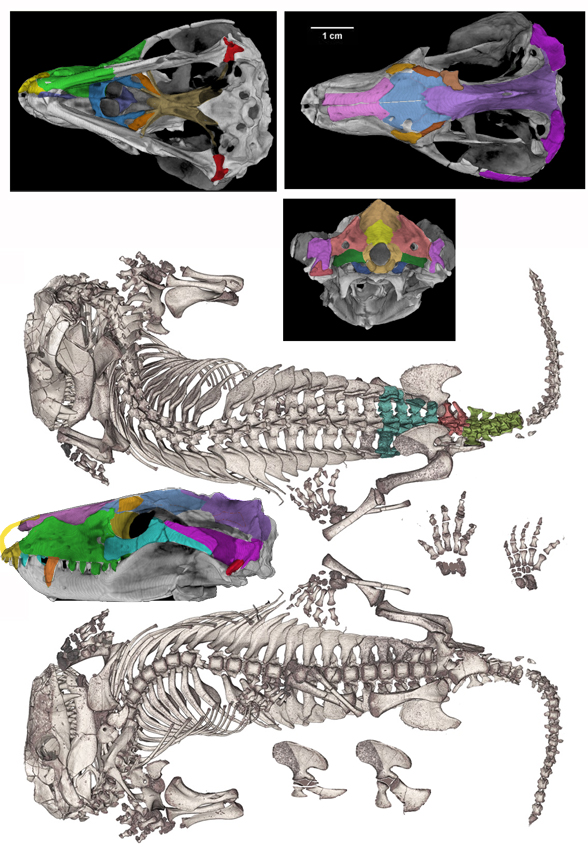 Thrinaxodon in situ