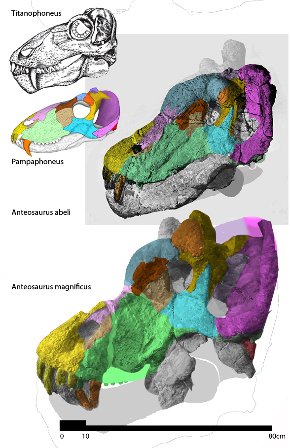 Anteosaurus magnificus