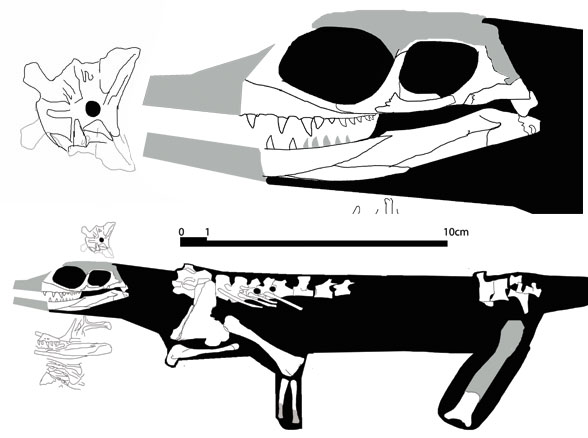 Apsisaurus