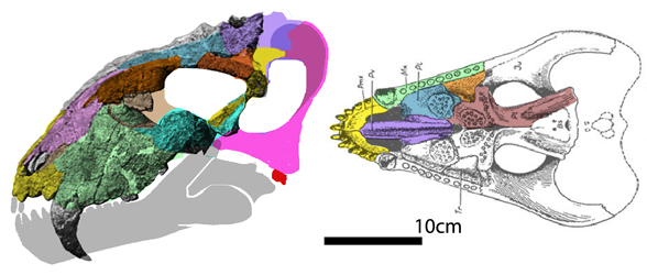 Archaeosyodon skull