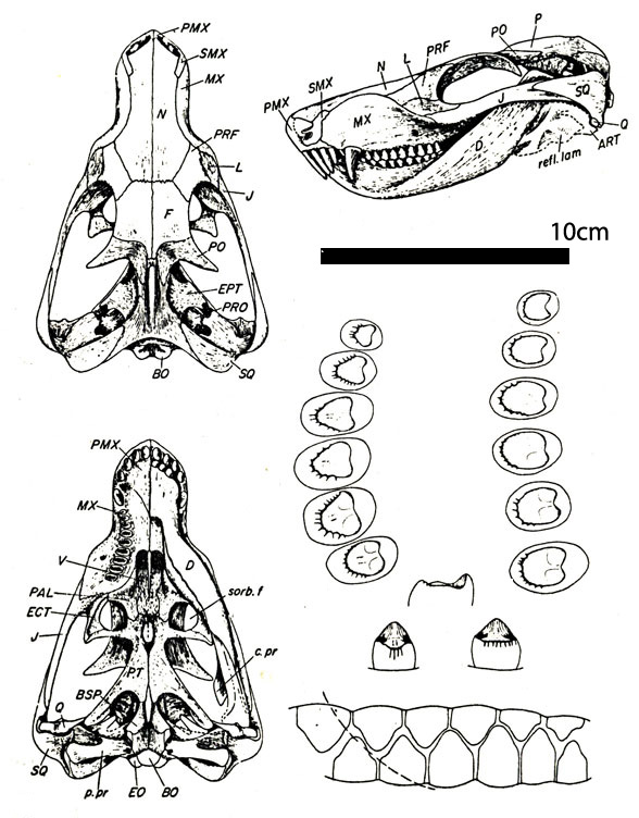 Bauria