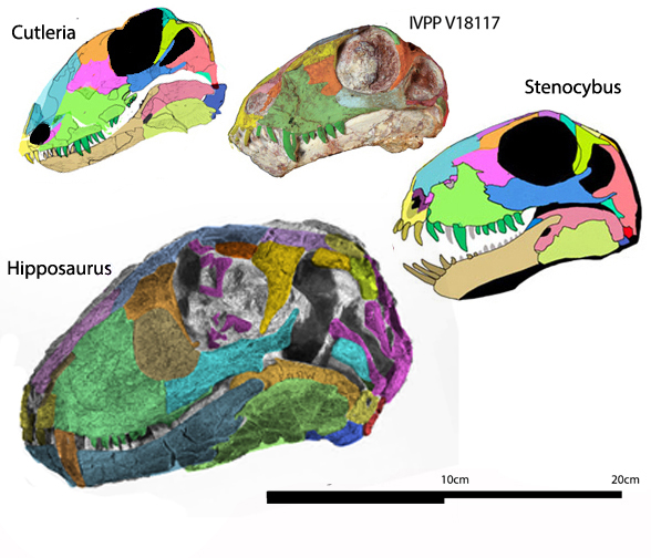 Cutleria, Nikkasaurus and Stenocybus