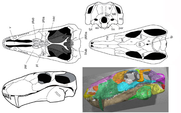 cyonosaurus