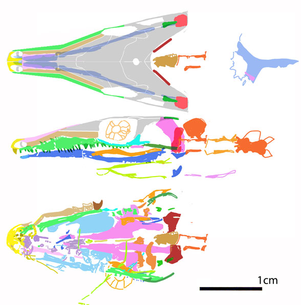 Dendromaia small skull reconstructed