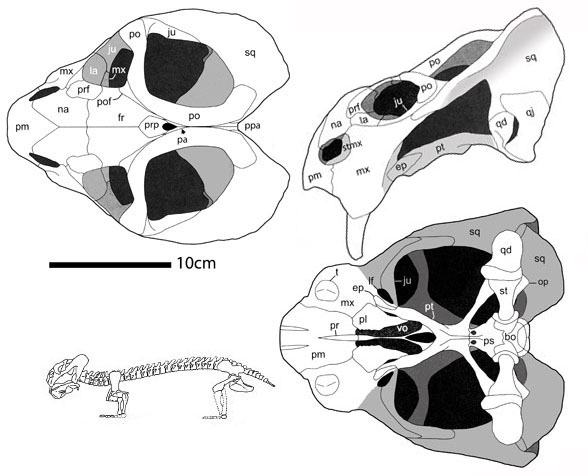 Dicynodon