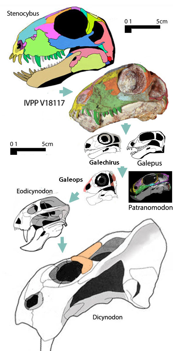 Origin of Dicynodontia