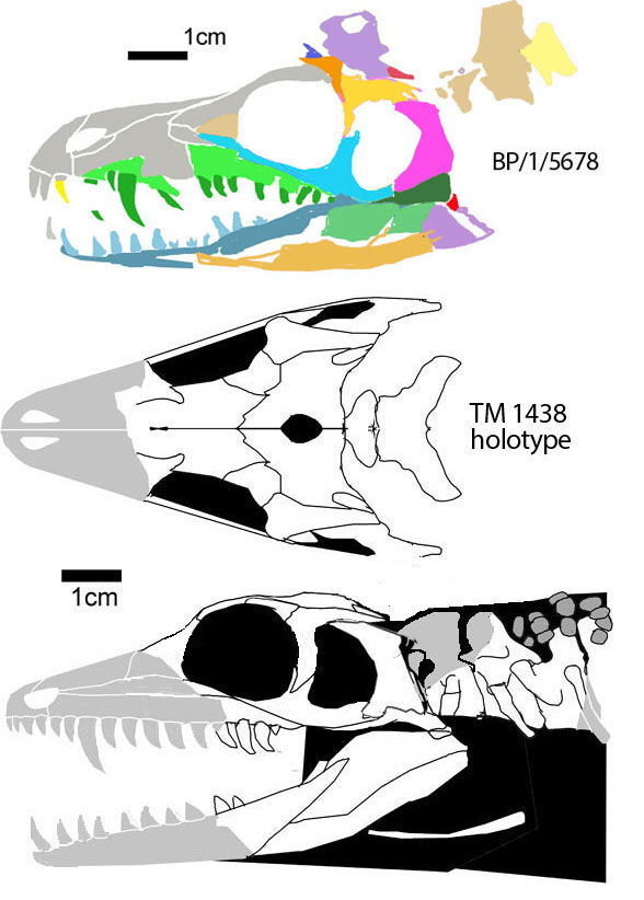 Elliotsmithia