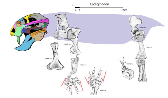 Eodicynodon