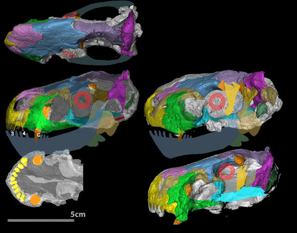 Euchambersia skull