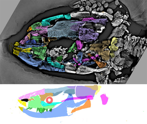 Fossiomanus skull in situi and reconstructeed