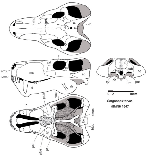 Gorgonops torvus